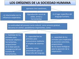 LOS ORÍGENES DE LA SOCIEDAD HUMANA
aparecen tres cuestiones,
, a) relacionadas con la
influencia cooperativa

b)producción social de
útiles, armas y
herramientas

c) el lugar específico del
lenguaje humano.

La continuidad del proceso socio-cultural, como proceso gradual,
descansa en ciertos paralelismos importantes, como:

1.- habilidad de los
primates para
manipular objetos y
herramientas,
proporcionan
do la base para la
emergencia del uso
humano de
herramientas.

2.- capacidad de los
primates para
comunicarse mediante
el empleo de sistemas
de
llamadas, como
precondición para el
desarrollo del lenguaje.

3.- capacidad de los
primates para implicarse
en acciones concretas,
proporcionan
do las bases biológicas
para la aparición de la
cooperación.

 