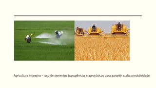 Agricultura intensiva – uso de sementes transgênicas e agrotóxicos para garantir a alta produtividade
 