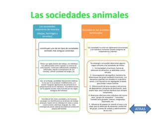 Las sociedades animales
Las sociedades
superiores de insectos
(abejas, hormigas y
termitas)

Sociedad en los animales
vertebrados

constituyen uno de los tipos de sociedades
animales más antiguas conocidas

Sus sociedades no están tan rígidamente estructuradas
y los individuos mantienen amplios márgenes de
independencia y libertad.

Tienen una rígida división del trabajo, con individuos
muy diferenciados entre sí poseen un sistema de
comunicación, construyen edificaciones complejas y
sofisticadas, regulan la temperatura de sus
moradas, cultivan variedades de hongos, etc.

Sin embargo si se pueden determinar algunos
rasgos comunes a las sociedades de monos:

Son, sin embargo, sociedades básicamente estáticas
en las que no se producen modificaciones, y no
existen márgenes significativos de variación en el
comportamiento de los individuos. Esta diferenciación
de los papeles sociales viene marcada por los rasgos
biológicos del individuo.

Para Marcel Sire, estas sociedades y las humanas
convergen (sin identificarse) en la división del trabajo,
jerarquía, reparto de los individuos en clases o castas,
construcciones colectivas, lenguaje, etc. Estas
convergencias ponen además de evidencia la evolución
psíquica del hombre.

1.- Territorialidad: el territorio, fuente de
obtención de alimentos, es defendido contra
intrusos.

2.- Autorregulación demográfica: mantiene las
dimensiones del grupo mediante la exclusión. Los
elementos juveniles son situados en la periferia
social, y con frecuencia son segregados al éxodo
para fundar nuevas colonias.
3.- Diferenciación de lazos sociales y estructuras
de dependencia: jerarquías de dominación, lazos
madre-hijos, lazos machos-hembras (casi siempre
temporales).
4.-Relaciones afectivas entre individuos del mismo
sexo: "grupos de compadres", "camarillas".
También lazos grupales: jóvenes, marginados,
expulsados, etc.
5.- Diferencia de papeles en relación al sexo y a la
edad: para la obtención de alimentos, protección
del grupo, y tareas de cuidado y adiestramiento
de las crías.

ATRAS

 