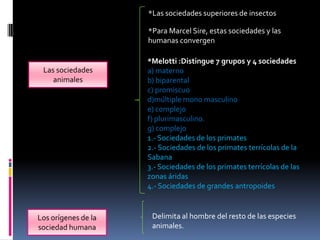 *Las sociedades superiores de insectos
*Para Marcel Sire, estas sociedades y las
humanas convergen

Las sociedades
animales

Los orígenes de la
sociedad humana

*Melotti :Distingue 7 grupos y 4 sociedades
a) materno
b) biparental
c) promiscuo
d)múltiple mono masculino
e) complejo
f) plurimasculino.
g) complejo
1.- Sociedades de los primates
2.- Sociedades de los primates terrícolas de la
Sabana
3.- Sociedades de los primates terrícolas de las
zonas áridas
4.- Sociedades de grandes antropoides

Delimita al hombre del resto de las especies
animales.

 