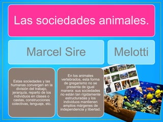 Las sociedades animales.
Marcel Sire
Estas sociedades y las
humanas convergen en la
división del trabajo,
jerarquía, reparto de los
individuos en clases o
castas, construcciones
colectivas, lenguaje, etc.

En los animales
vertebrados, esta forma
de gregarismo no se
presenta de igual
manera: sus sociedades
no están tan rígidamente
estructuradas y los
individuos mantienen
amplios márgenes de
independencia y libertad.

Melotti

 