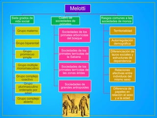 Melotti
Siete grados de
vida social
Grupo materno

Cuatro de
sociedades de
primates
Sociedades de los
primates arborícolas
del bosque

Grupo biparental:
Grupo
promiscuo
simple

Sociedades de los
primates terrícolas de
la Sabana

Grupo múltiple
monomasculino

Sociedades de los
primates terrícolas de
las zonas áridas

Grupo complejo
coactivo
Grupo
plurimasculino
ordenado por
edad
Grupo complejo
abierto

Sociedades de
grandes antropoides

Rasgos comunes a las
sociedades de monos
Territorialidad
Autorregulación
demográfica
Diferenciación de
lazos sociales y
estructuras de
dependencia
Relaciones
afectivas entre
individuos del
mismo sexo
Diferencia de
papeles en
relación al sexo
y a la edad

 