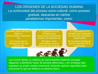 LOS ORIGENES DE LA SOCIEDAD HUMANA
La continuidad del proceso socio-cultural, como proceso
gradual, descansa en ciertos
paralelismos importantes, como:
1.- Habilidad de los
primates para manipular
objetos y
herramientas, proporcion
an
do la base para la
emergencia del uso
humano de
herramientas.

2.- Capacidad de los
primates para
comunicarse mediante el
empleo de sistemas de
llamadas, como
precondición para el
desarrollo del lenguaje.

3.- Capacidad de los
primates para implicarse
en acciones concretas,
proporcionan
do las bases biológicas
para la aparición de la
cooperación.

Los monos tienen un sistema de comunicación bastante complejo
(llegando a identificar hasta 36 sonidos diferentes), y sin embargo sólo
expresan su propio estado emocional, teniendo apenas capacidad para
comunicar lo que se refiere a su entorno físico.

 
