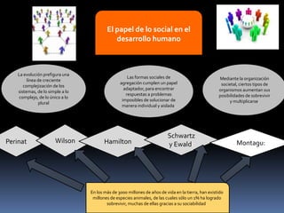 El papel de lo social en el
desarrollo humano

La evolución prefigura una
línea de creciente
complejización de los
sistemas, de lo simple a lo
complejo, de lo único a lo
plural

Perinat

Wilson

Las formas sociales de
agregación cumplen un papel
adaptador, para encontrar
respuestas a problemas
imposibles de solucionar de
manera individual y aislada.

Hamilton

Mediante la organización
societal, ciertos tipos de
organismos aumentan sus
posibilidades de sobrevivir
y multiplicarse.

Schwartz
y Ewald:

En los más de 3000 millones de años de vida en la tierra, han existido
millones de especies animales, de las cuales sólo un 1% ha logrado
sobrevivir, muchas de ellas gracias a su sociabilidad.

Montagu:

 