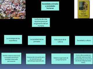 Sociedades animales
y sociedades
humanas

La forma de vida
social es previa al
surgimiento del ser
humano

La sociedad de los
mamíferos

Familia materna estacional
+ sociedad matriarcal +
sociedad bisexuada
permanente

La sociedad de los
primates

Carecen de innovación pero
se caracterizan por
aprendizaje especializado

Estructura de la
cultura

Sistema organizado de
comportamiento

Sociedad y cultura

Como cultura podemos
entender toda actividad
emprendida por el hombre
sea desde religiosa hasta
lúdica

 