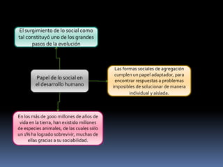 El surgimiento de lo social como
tal constituyó uno de los grandes
pasos de la evolución

Papel de lo social en
el desarrollo humano

En los más de 3000 millones de años de
vida en la tierra, han existido millones
de especies animales, de las cuales sólo
un 1% ha logrado sobrevivir, muchas de
ellas gracias a su sociabilidad.

Las formas sociales de agregación
cumplen un papel adaptador, para
encontrar respuestas a problemas
imposibles de solucionar de manera
individual y aislada.

 