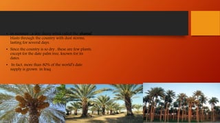 • In summer , a dry, dusty wind called the shamal
blasts through the country with dust storms,
lasting for several days.
• Since the country is so dry , these are few plants,
except for the date palm tree, known for its
dates.
• In fact, more than 80% of the world’s date
supply is grown in Iraq.
 