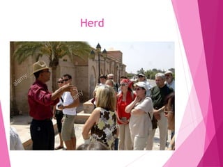 Herd
 