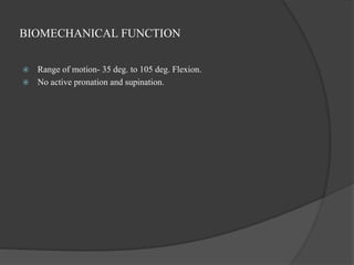 BIOMECHANICAL FUNCTION
 Range of motion- 35 deg. to 105 deg. Flexion.
 No active pronation and supination.
 