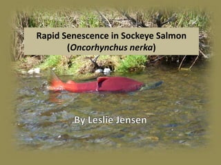 Rapid Senescence in Sockeye Salmon
       (Oncorhynchus nerka)
 