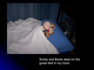 Socks and Boots slept on the guest bed in my room. 