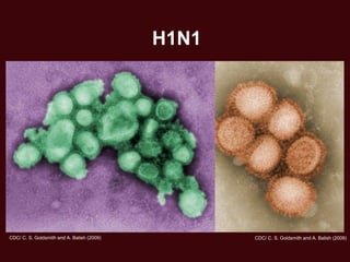 H1N1




CDC/ C. S. Goldsmith and A. Balish (2009)          CDC/ C. S. Goldsmith and A. Balish (2009)
 