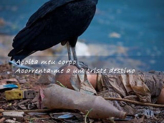 Açoita meu corpo Acorrenta-me a um triste destino 