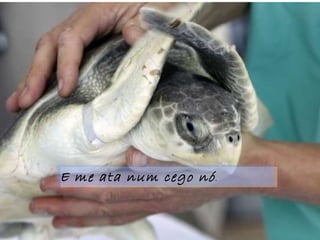 E me ata num cego nó . 