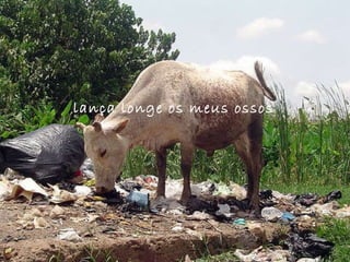 lança longe os meus ossos 