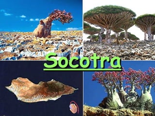 Socotra 