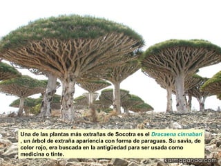 Una de las plantas más extrañas de Socotra es el  Dracaena cinnabari , un árbol de extraña apariencia con forma de paraguas. Su savia, de color rojo, era buscada en la antigüedad para ser usada como medicina o tinte.  