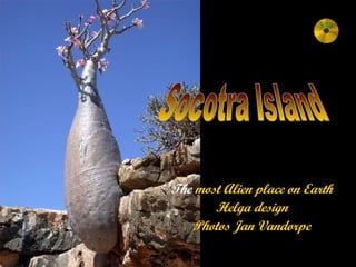 The  most Alien place on Earth Helga design Photos Jan Vandorpe Socotra Island 