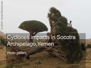 Cyclones impacts in Socotra
Archipelago,Yemen
Photo gallery
 