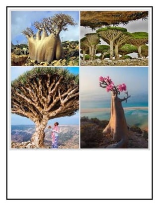 Socotra Island Biodiversity.pdf