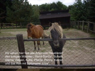 Wir sahen hier fast alle Arten von Haustieren: den zottigen Wächter „ Hund Dunčo“, Schafe, Gänse, Ziegen, Kuhe, Pferde, Ponny, Katzen und das Reh mit Spitzname „Líza“. 