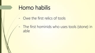 Homo habilis
- Owe the first relics of tools
- The first hominids who uses tools (stone) in
able
 
