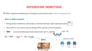 Comprehensive Overview of Superoxide Dismutase Enzymes and Their Metal ...