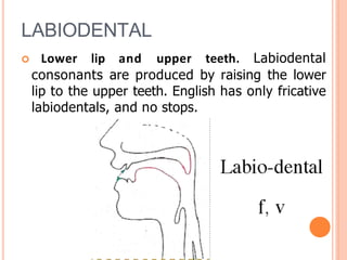 LABIODENTAL
 Lower lip and upper teeth. Labiodental
consonants are produced by raising the lower
lip to the upper teeth. English has only fricative
labiodentals, and no stops.
 