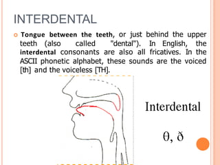 INTERDENTAL
 Tongue between the teeth, or just behind the upper
teeth (also called "dental"). In English, the
interdental consonants are also all fricatives. In the
ASCII phonetic alphabet, these sounds are the voiced
[th] and the voiceless [TH].
 