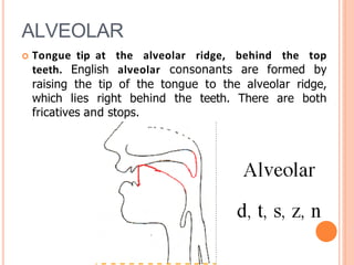 ALVEOLAR
 Tongue tip at the alveolar ridge, behind the top
teeth. English alveolar consonants are formed by
raising the tip of the tongue to the alveolar ridge,
which lies right behind the teeth. There are both
fricatives and stops.
 