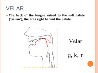 VELAR
 The back of the tongue raised to the soft palate
("velum"), the area right behind the palate
 