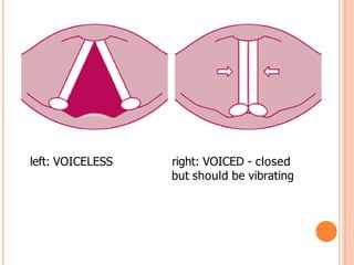 left: VOICELESS right: VOICED - closed
but should be vibrating
 