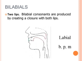 BILABIALS
 Two lips. Bilabial consonants are produced
by creating a closure with both lips.
 