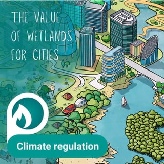 THE VALUE OF WETLANDS FOR CITIES.