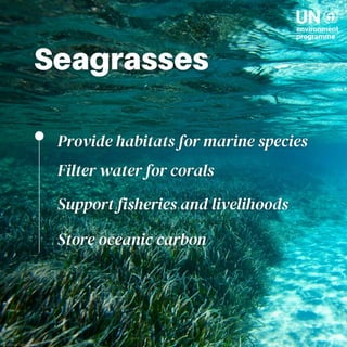 What are the benefits of seagrasses conservation?