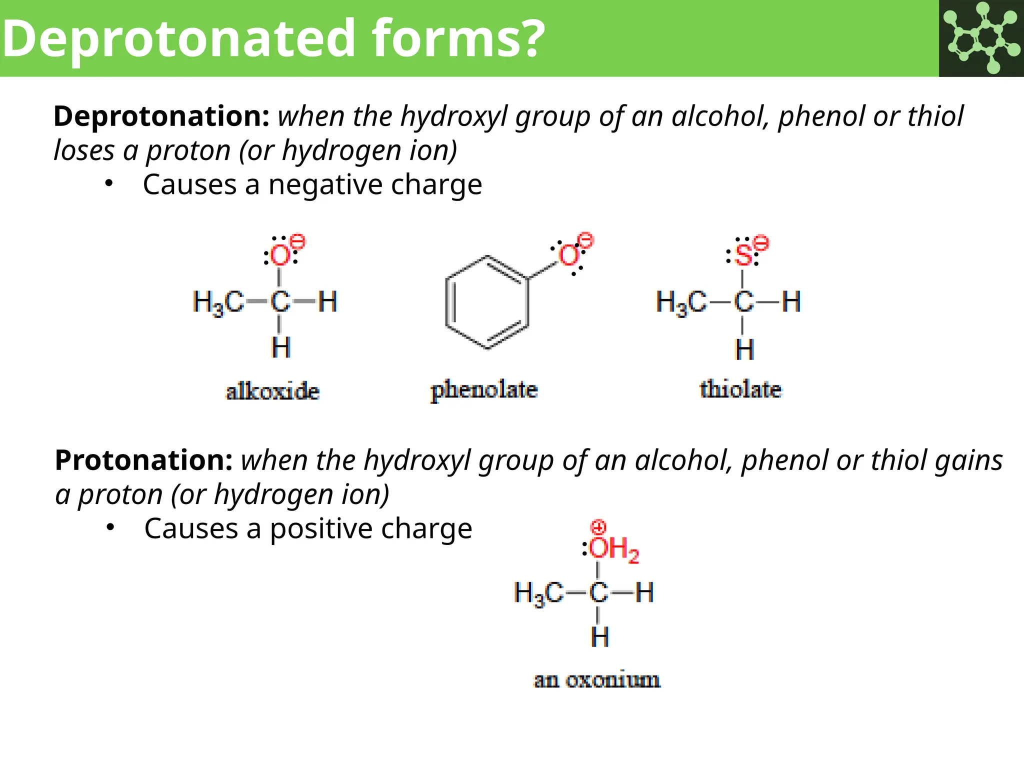 Deprotonated forms?
Deprotonation: when the hydroxyl group of an alcohol, phenol or thiol
loses a proton (or hydrogen ion)
• Causes a negative charge
Protonation: when the hydroxyl group of an alcohol, phenol or thiol gains
a proton (or hydrogen ion)
• Causes a positive charge
: : : :
:
:
:
:
:
:
 