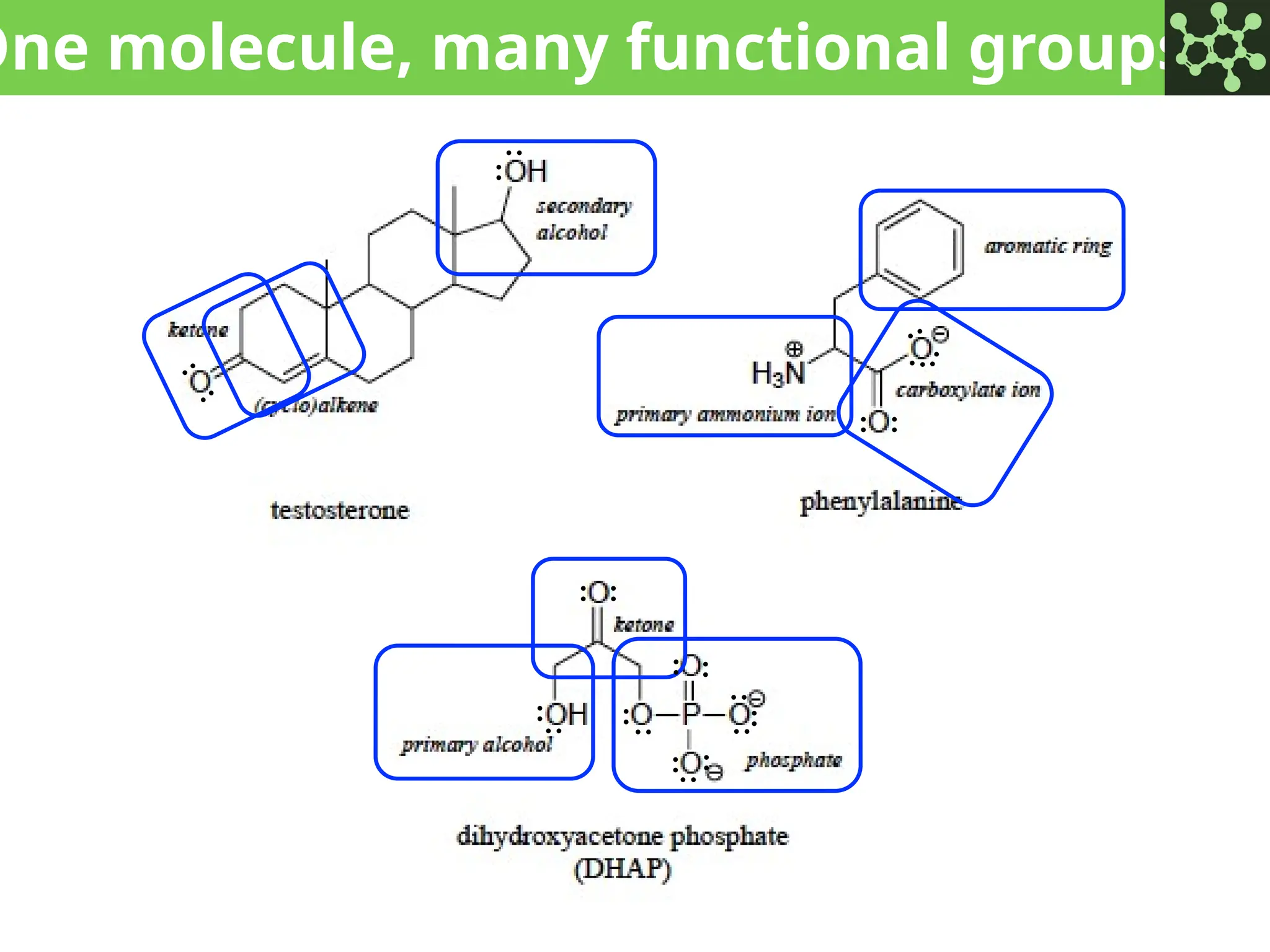 One molecule, many functional groups
:
:
:
: :
:
:
:
:
: :
:
:
:
:
: :
:
:
:
:
:
:
 