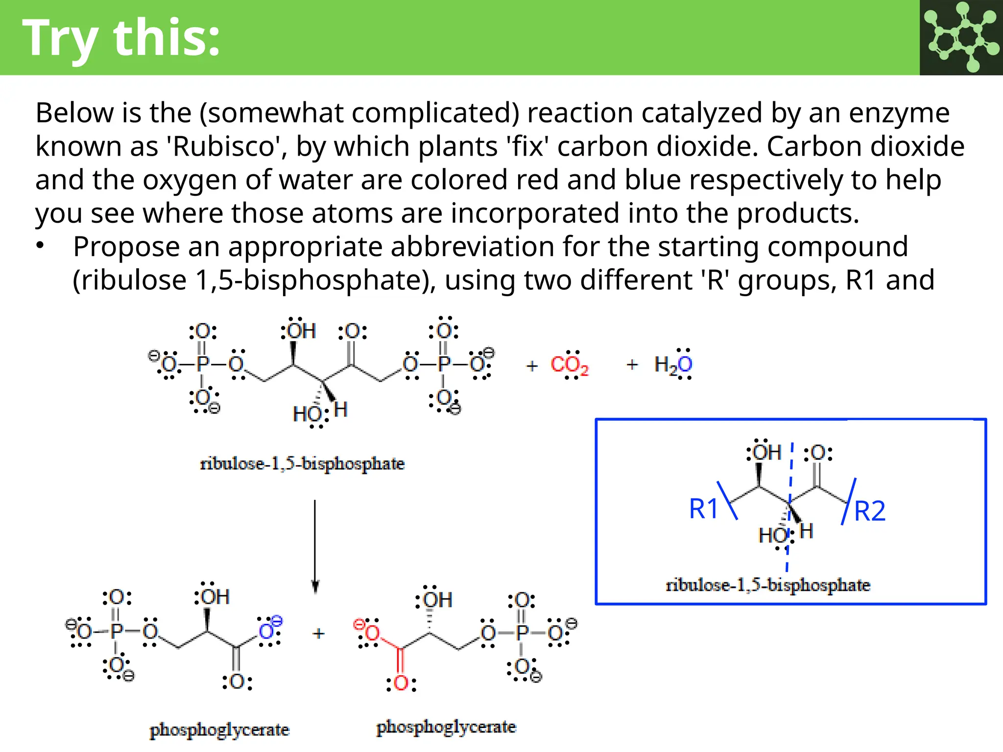 Try this:
Below is the (somewhat complicated) reaction catalyzed by an enzyme
known as 'Rubisco', by which plants 'fix' carbon dioxide. Carbon dioxide
and the oxygen of water are colored red and blue respectively to help
you see where those atoms are incorporated into the products.
• Propose an appropriate abbreviation for the starting compound
(ribulose 1,5-bisphosphate), using two different 'R' groups, R1 and
R2.
:
:
:
:
:
:
:
:
:
:
:
:
:
:
::
: :
:
:
: :
:
:
: :
:
:
:
:
:
:
:
:
:
:
:
:
:
:
:
:
:
:
:
:
:
: :
:
: :
:
:
:
: : : :
: : :
:
:
:
:
:
:
:
:
:
:
:
:
:
:
:
:
:
::
: :
:
:
: :
:
:
: :
:
R1 R2
 