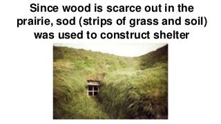 Since wood is scarce out in the 
prairie, sod (strips of grass and soil) 
was used to construct shelter 
 