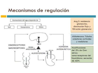 Manifestaciones Clínicas
Signos y Síntomas
• Trastorno de conciencia.
• Cefalea.
• Calambres musculares.
• Anorexia, náuseas y vómitos.
• Reflejos patológicos.
• Convulsiones.
La clínica corresponde a
síntomas y signos del sistema
nervioso.
 