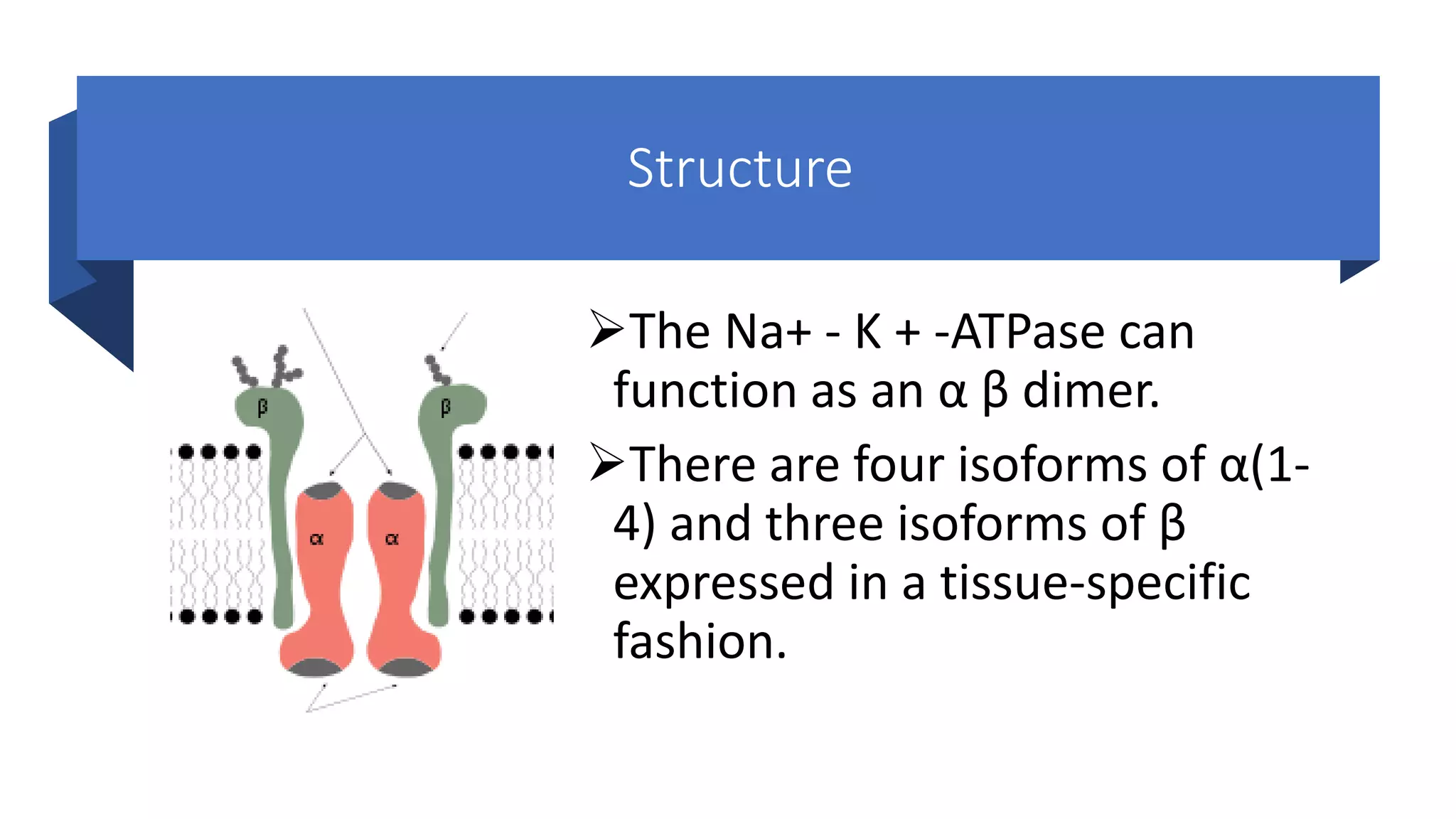 Sodium potassium pump | PDF