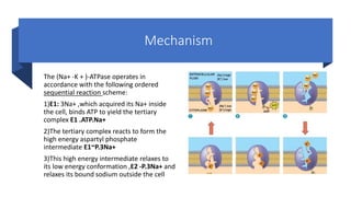 Sodium potassium pump | PDF