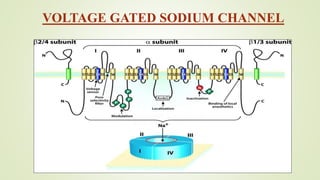 VOLTAGE GATED SODIUM CHANNEL
 