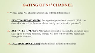 GATING OF Na⁺ CHANNEL
 Voltage-gated Na⁺ channels exist in any of three distinct states:
I. DEACTIVATED (CLOSED): During resting membrane potential (RMP) the
channel is blocked on the extracellular side by their activation gates (AG).
II. ACTIVATED (OPENED): After action potential is reached, the activation gates
(AG) open, allowing positively charged Na⁺ ions to flow into the neuron/cell
through the channels.
III. INACTIVATED (CLOSED): Inactivation of the activated channel.
 
