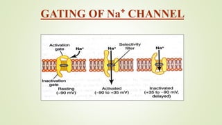 GATING OF Na⁺ CHANNEL
 