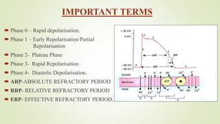 IMPORTANT TERMS
 Phase 0 – Rapid depolarisation.
 Phase 1 – Early Repolarisation/Partial
Repolarisation
 Phase 2- Plateau Phase
 Phase 3- Rapid Repolarisation
 Phase 4- Diastolic Depolarisation.
 ARP-ABSOLUTE REFRACTORY PERIOD
 RRP- RELATIVE REFRACTORY PERIOD
 ERP- EFFECTIVE REFRACTORY PERIOD.
 