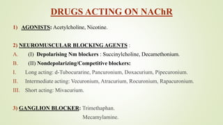 DRUGS ACTING ON NAChR
1) AGONISTS: Acetylcholine, Nicotine.
2) NEUROMUSCULAR BLOCKING AGENTS :
A. (I) Depolarising Nm blockers : Succinylcholine, Decamethonium.
B. (II) Nondepolarizing/Competitive blockers:
I. Long acting: d-Tubocurarine, Pancuronium, Doxacurium, Pipecuronium.
II. Intermediate acting: Vecuronium, Atracurium, Rocuronium, Rapacuronium.
III. Short acting: Mivacurium.
3) GANGLION BLOCKER: Trimethaphan.
Mecamylamine.
 