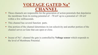 VOLTAGE GATED Na⁺
CHANNEL
 These channels are responsible for the generation of action potentials that depolarize
the membrane from its resting potential of –70 mV up to a potential of +20 mV
within a few milliseconds.
 This channel has several function parts.
 One portion of the channel determines its ion selectivity and another portion of the
channel serves as Gate that can open or close.
 Incase of Na⁺V channel the gate is controlled by Voltage sensor which responds to
the level of Membrane Potential.
 