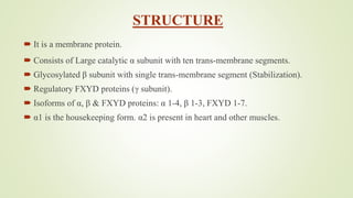 STRUCTURE
 It is a membrane protein.
 Consists of Large catalytic α subunit with ten trans-membrane segments.
 Glycosylated β subunit with single trans-membrane segment (Stabilization).
 Regulatory FXYD proteins (γ subunit).
 Isoforms of α, β & FXYD proteins: α 1-4, β 1-3, FXYD 1-7.
 α1 is the housekeeping form. α2 is present in heart and other muscles.
 