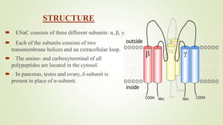 STRUCTURE
 ENaC consists of three different subunits: α, β, γ.
 Each of the subunits consists of two
transmembrane helices and an extracellular loop.
 The amino- and carboxyterminal of all
polypeptides are located in the cytosol.
 In pancreas, testes and ovary, δ-subunit is
present in place of α-subunit.
 